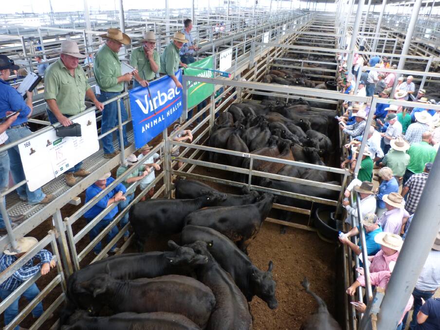 Landmark auctioneer Tom Boyle, offers this top price pen of Angus steers, for GL&DR Macaulay, Huon. This quality pen of 18 steers (429kgs) sold for $1410.