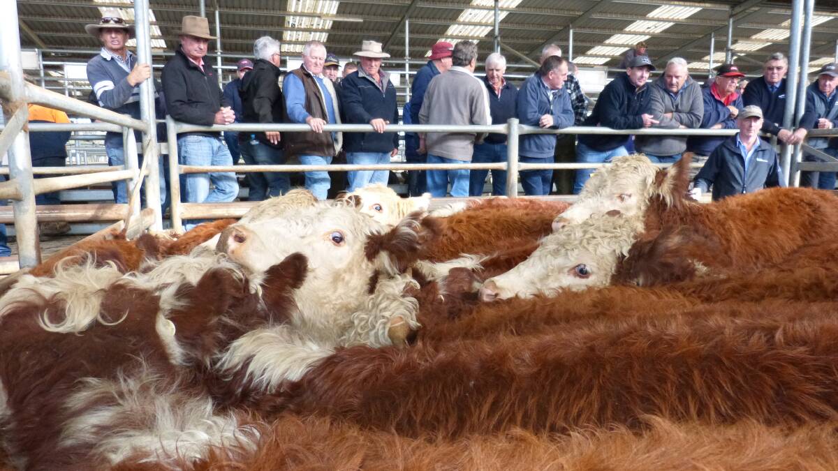 These Hereford steers were sold at the Bairnsdale store market, last Friday, and made considerably more than any fat cattle sale, making somewhere over 420c/kg lwt.