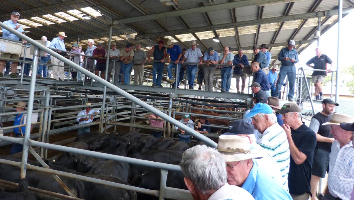 Cooler and cloudy conditions saw a good crowd attend the regular Bairnsdale store market last Friday. Agents offered around 1328 head of very mixed quality.