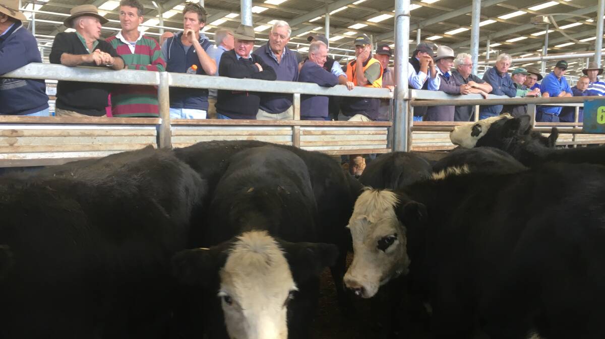 Steers similar to these at Leongatha, last Thursday, sold for the equivalent of 385c/kg lwt.