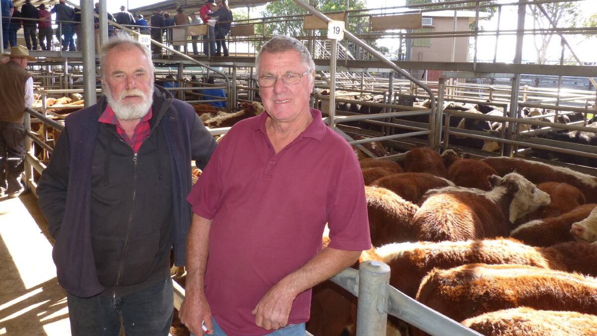 Chris & John Hayward, John Hayward & Partners, Ensay, with some of John's 60 Hereford steers that sold from $1090-$1100 at Bairnsdale, Friday.