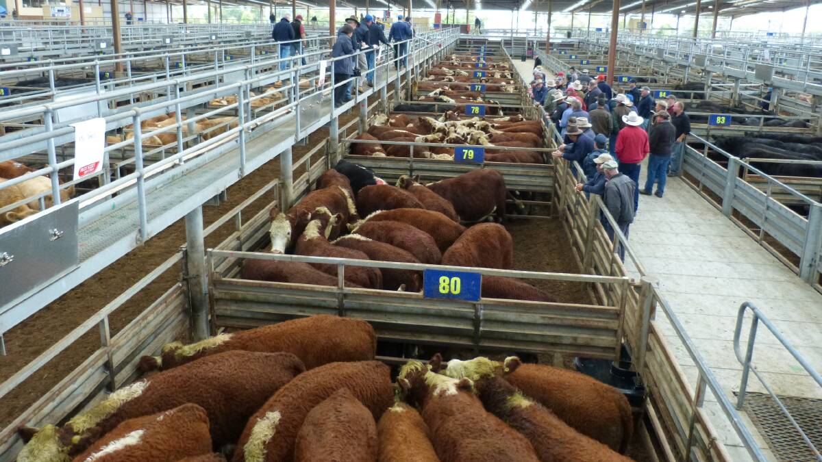 Who said the Hereford breed was dying? This excellent line up of 10 pens of yearling and grown steers and bullocks sold very well at Pakenham, Monday.