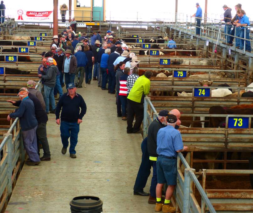 DEARER: Potential buyers scatter around the Pakenham store cattle sale. Held fortnightly, this market can show a changing trend. Prices were dearer after some rain.