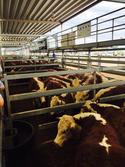 Hereford steer calves sold to very strong demand from the outset. This draft of 68 Hereford steers of "Booroola" sold to $1480, equalling 380-404c/kg lwt.