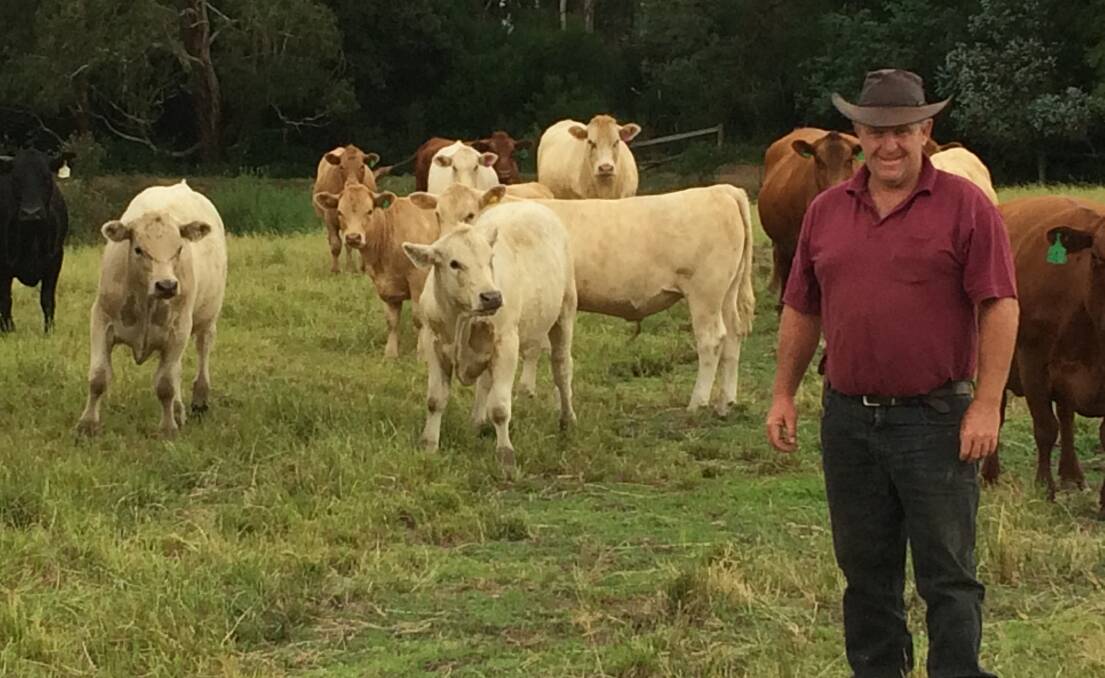 Tarrawarra Abbey manager, Leon 
Schriber with some of their calves.