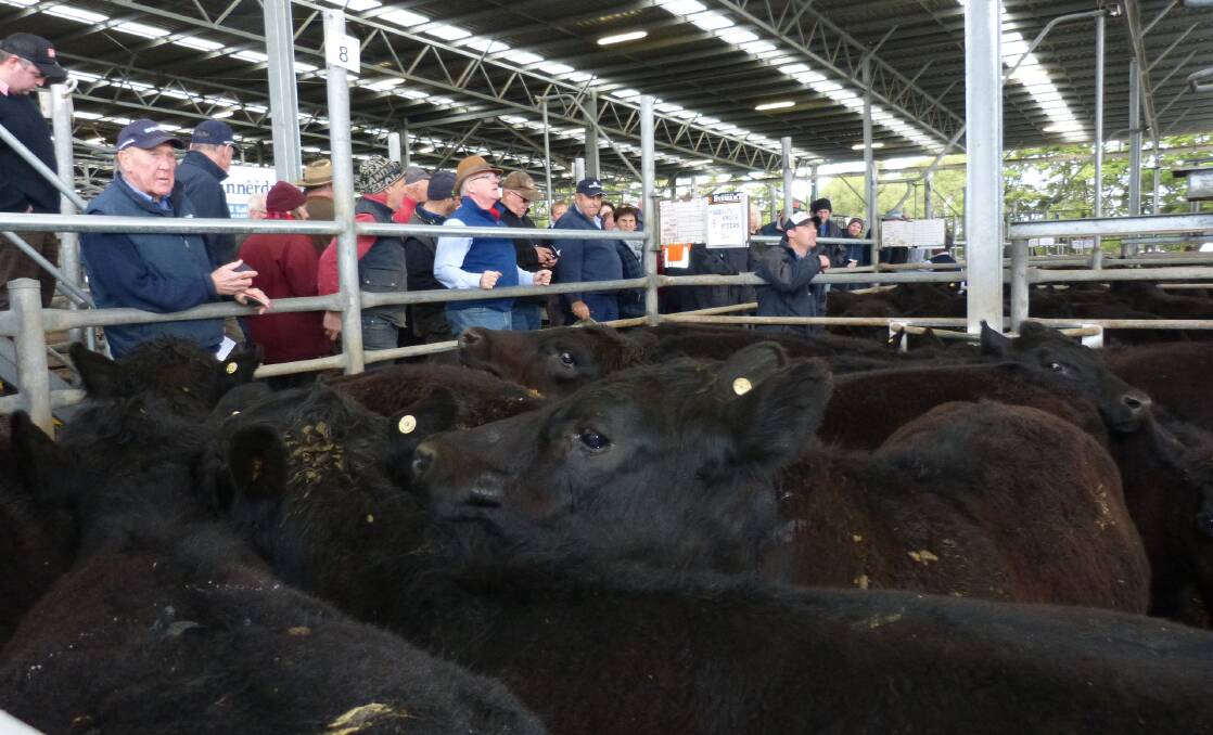 A small local crowd were keen to buy the best steers at Colac, Friday. This pen of Angus steers, by High Spa Angus bulls, sold for $1300, in a secure sale.