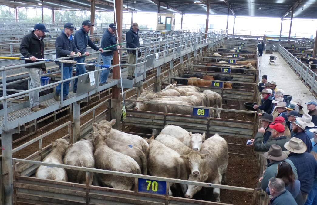 Strong: Nathan Gibbon Livestock sold a good quality run of grain-assisted steers at Pakenham, Monday. These Charolais steers sold for 306c/kg, and weighed 584kgs lwt.
