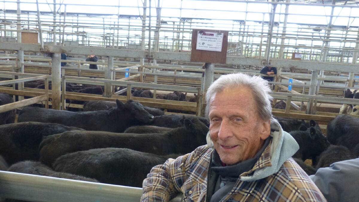 Ian Montgonmery has sold most of his Inverloch property, and sold 65 yearling steers at Leongatha last Thursday. These sold to $1510 and some went for grain feeding. Weighing up to 541 kilograms, prices reflected recent fat market price trends.