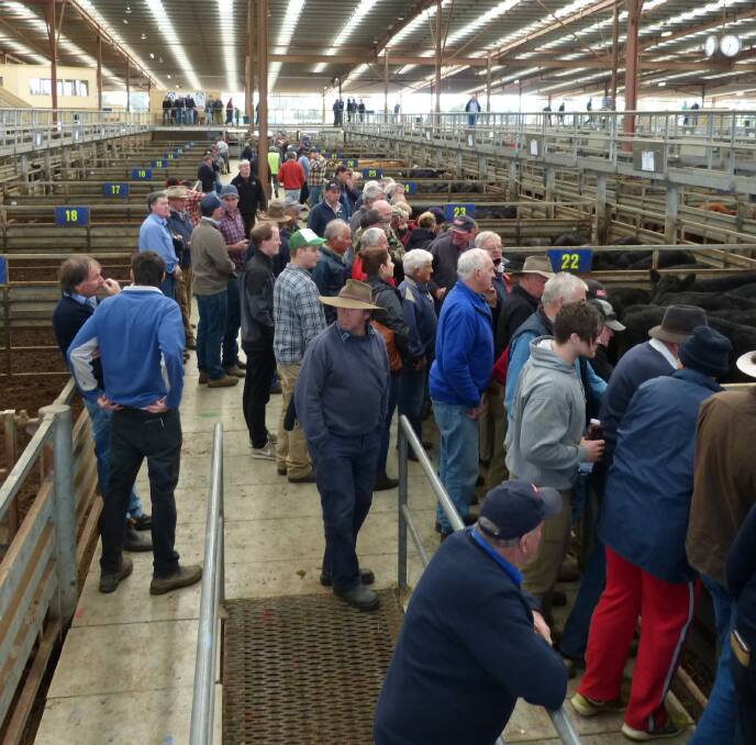 A large crowd attended Pakenham, Thursday, and competed for a high-quality offering of steers and heifers. Well-bred cattle sold very well, mostly at equal rates.