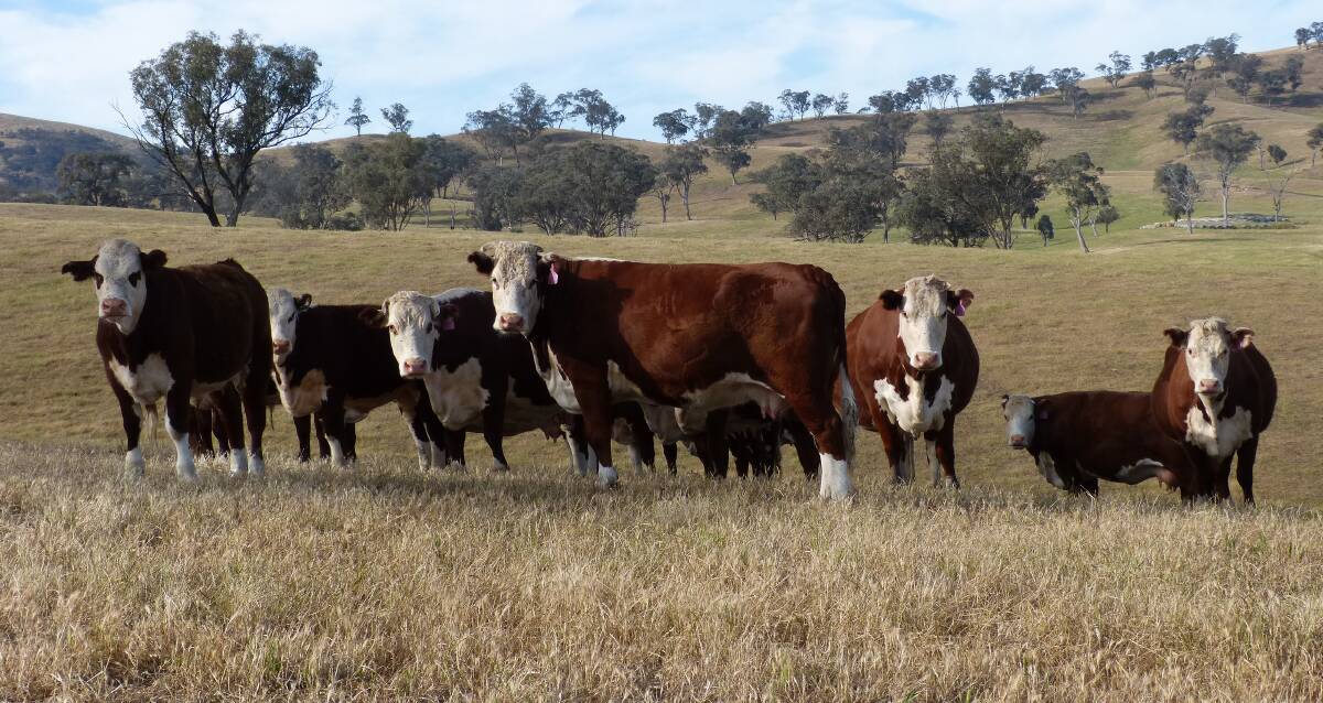 Quality line: J McCormack, "Alencon", Molesworth, 
is selling 180 mix sex Hereford & Shorthorn-Herefords 
at Yea this Friday, through Rodwells.