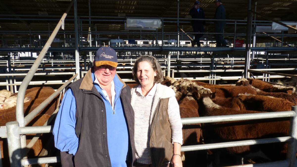 Meryl Reed, Cann River, with Peter Cunningham, sold 49 high quality yearling Hereford steers at Bairnsdale, Friday. Selling at from $1400-$1480, prices were easier.