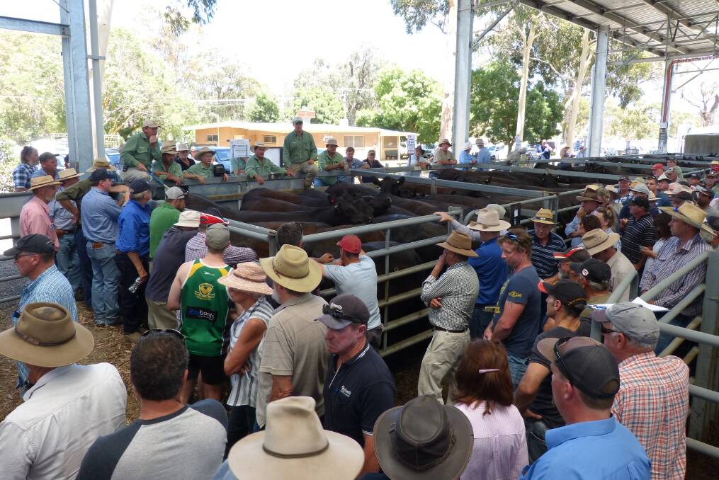 Despite the heat, a very good crowd attended the Euroa "Black Friday", Female sale, last Wednesday. Competition was hot too, and PTIC heifers sold to a top of $2650.
