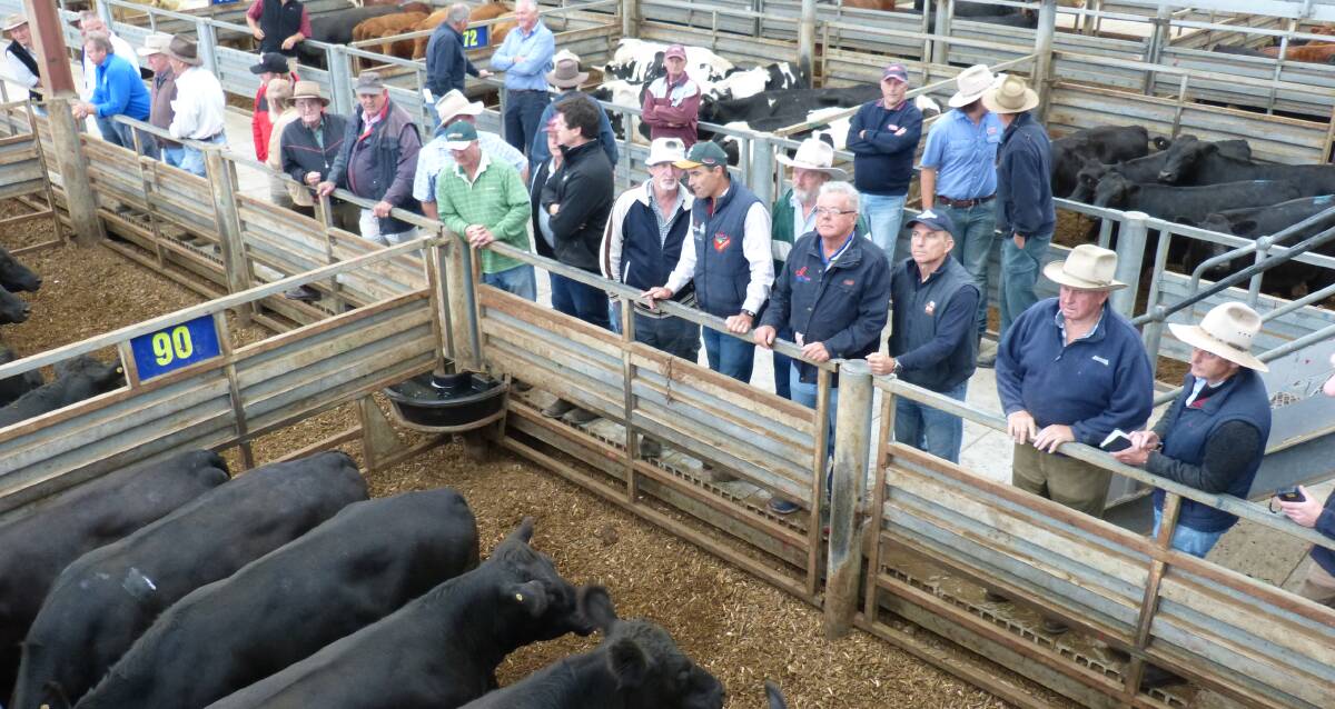 Buying competition was reasonable at Pakenham, Monday, and some buyers were waiting for this pen of Angus bullocks to be sold, in a small yarding of 812 head.
