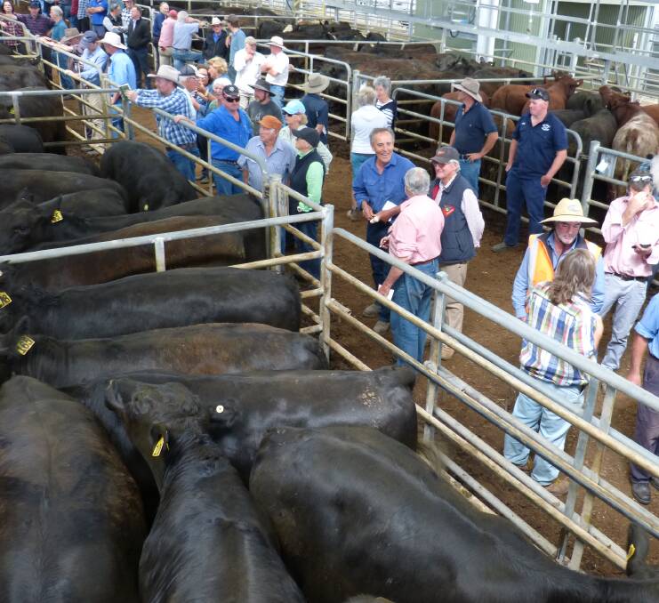 These prime Angus steers could normally be sold direct to a feedlot. However, higher prices at store sales saw them offered at Yea, Friday. Prices were 10-15 cents better.