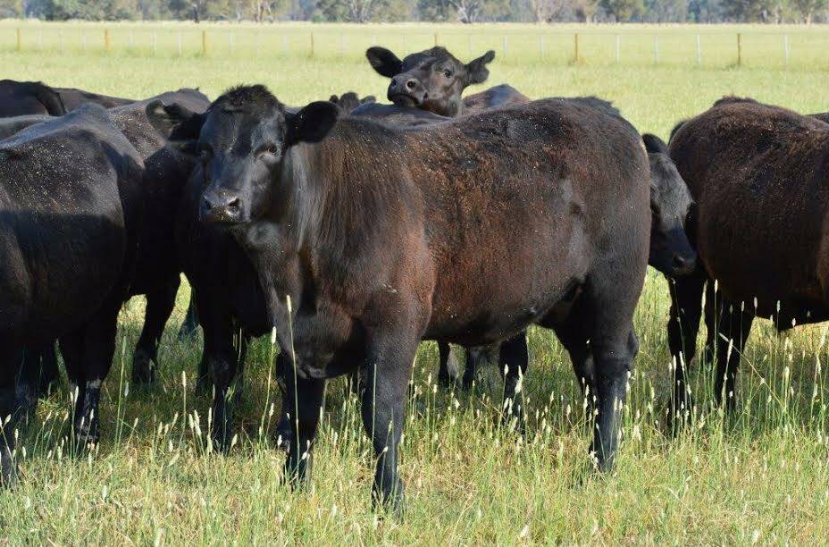 P&H Kirkbride, Baddaginnie, will sell 100 Angus-Beefmaker infused steers and heifers, 9-10mths.