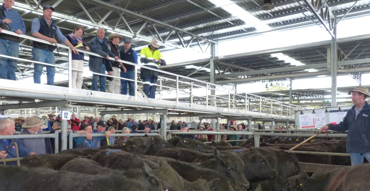 Wangaratta agents selling steers at a recent store cattle sale. Steers sold Friday, December 2, made to $1400, and heifers to $1325.