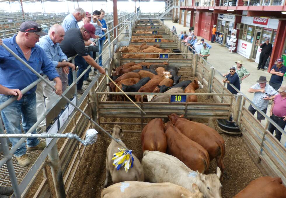 This larger run of Limousin & Limousin Cross steers and heifers came from Glenorchy in the west of the state, to Pakenham, Thursday. Prices here ranged between $1020-$1340.