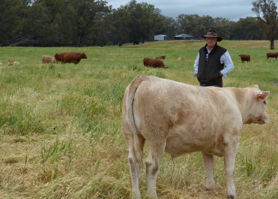 Frank Brack, "Bracks View", Benalla, is selling 25 Charolais-Red Angus steers, by Rangan Charolais bulls at Wodonga, Friday, January 12, through Landmark. A late but great season aids some quality calves, which will weigh heavy for their age. Growth and quiet temperament guaranteed.