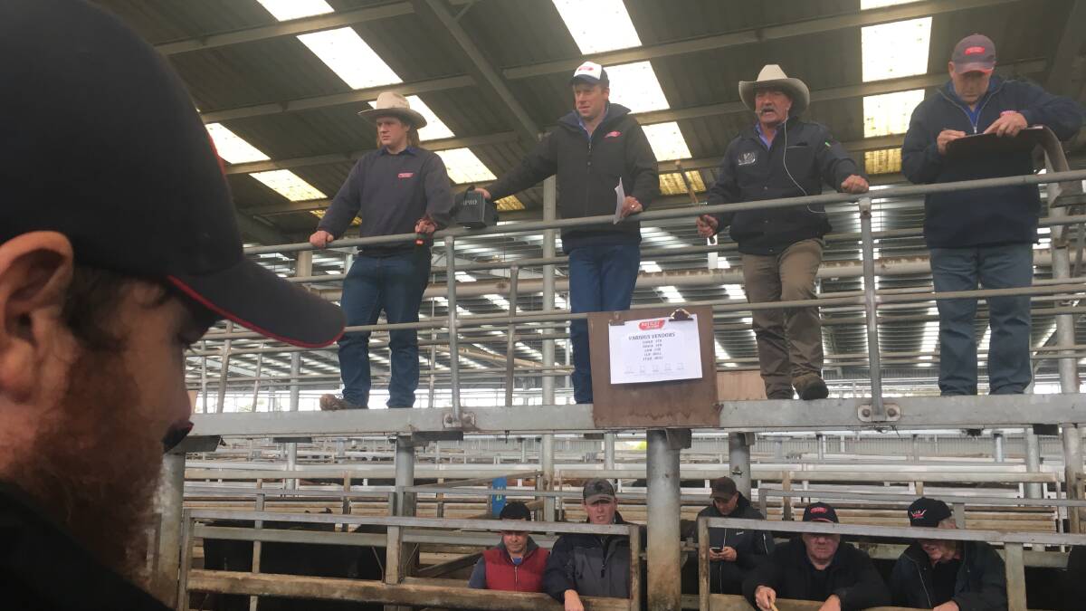 Alex Scott & Staff's Korumburra livestock manager keeps and eye on their sale at Leongatha, last Thursday. Prices were again cheaper for a mixed quality offering.