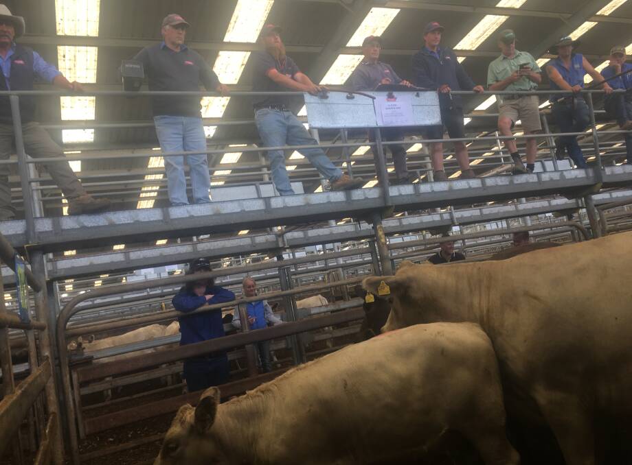 Alex Scott & Staff sell two of only a very few cows and calves at Leongatha, Thursday. Cows and calves sold to $2220.