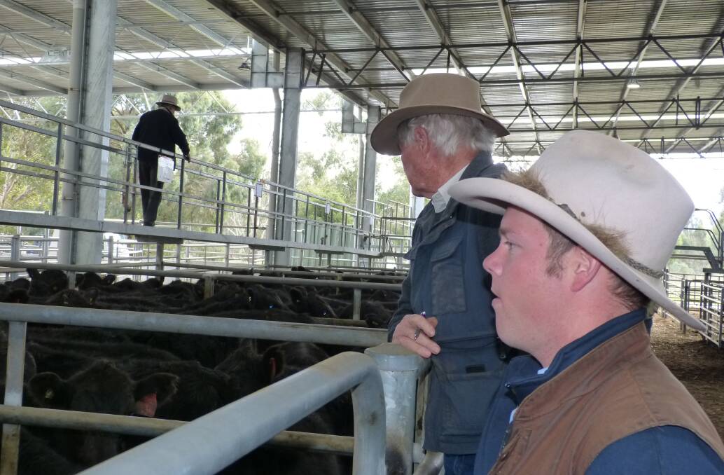 Ryan Hussey, Rodwelss Wangaratta, (front), and client Don Webb, check out some steers, prior to the Rodwells Yea spring 2016 drop weaner steer and heifer sale, Thursday.