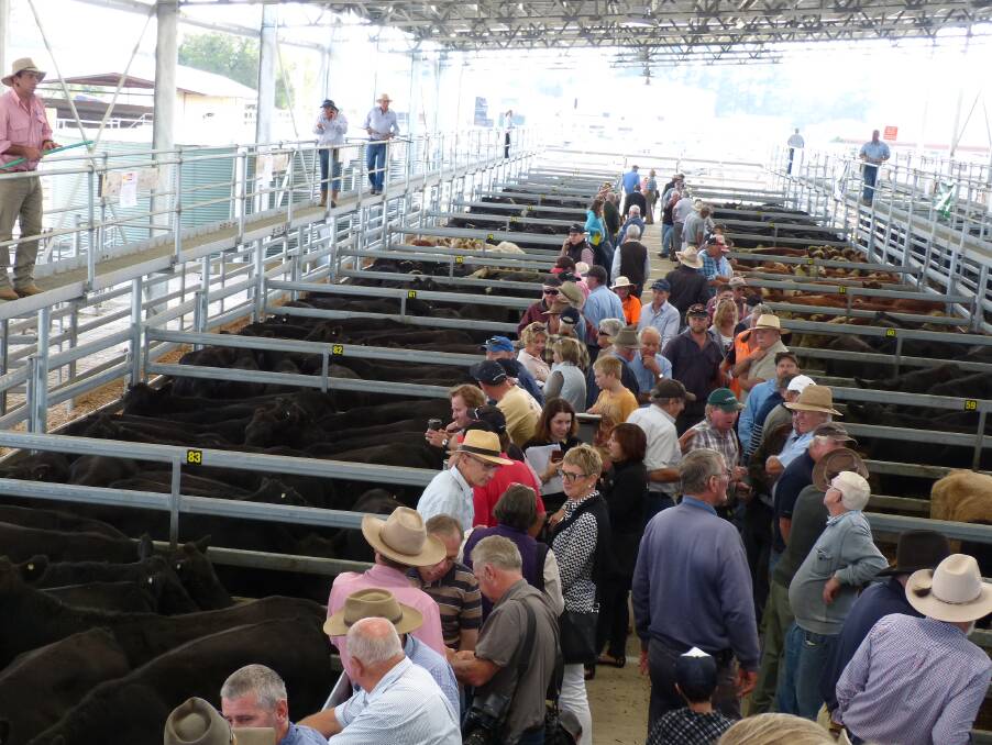 This is only some of the large crowd who attended the inaugural market at the new Gippsland Regional Livestock Exchange, Sale, last Friday.
