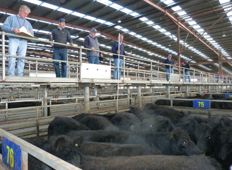 Jarrod Bennetts, ES&B, Pakenham, sold this pen of Angus steers for 306c/kg, a price that was firm on the previous week. However, poor competition saw a cheaper market.