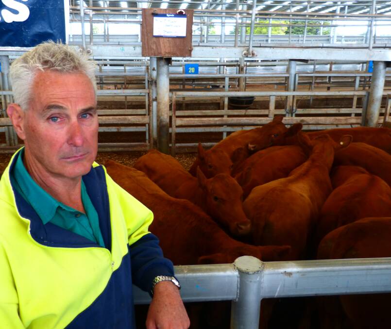 Lindsay (pictured) and Judy Murphy, Berry's Creek, sold this pen of yearling Red Angus steers for $1720, to top the recent Leongatha store cattle sale, in a dearer market.
