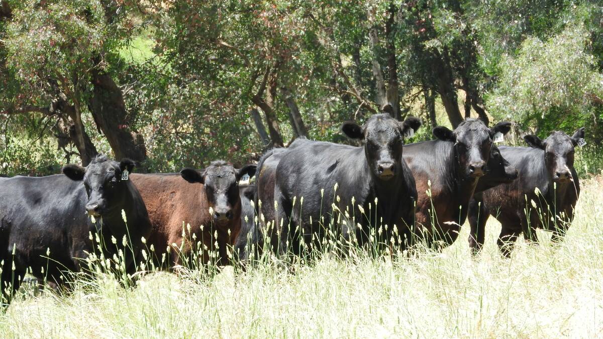 Quality: SH Ray Family Trust, "Waralla", 
Ournie, NSW, are offering 230 Angus 
steers, and 120 heifers, 10 months, 
Koojan Hills blood, with Corcoran Parker 
at Wodonga, Thursday, January 5.