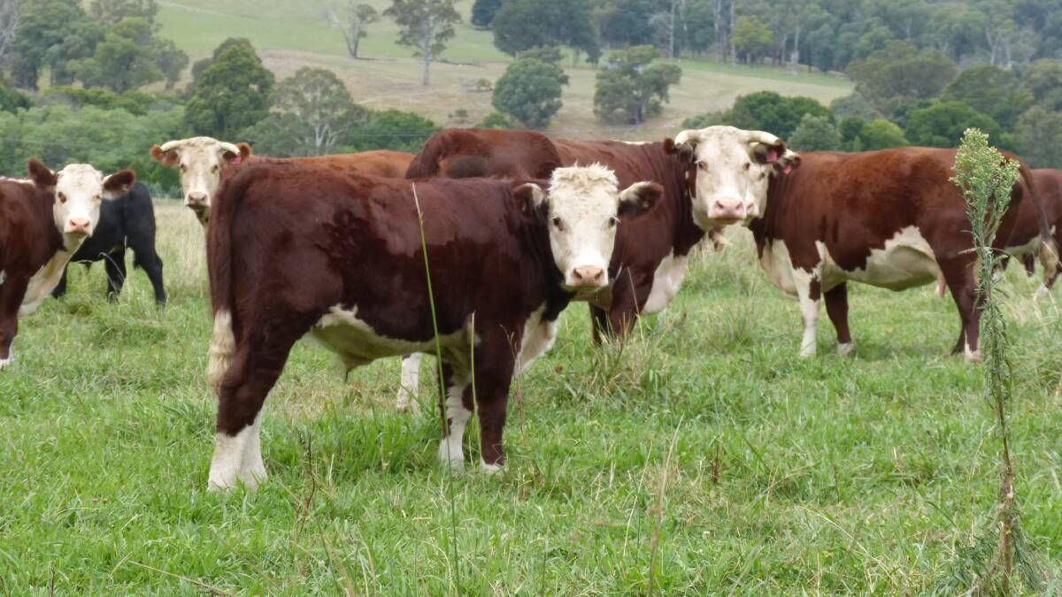 These prime Hereford vealers will be offered in a store sale in the near future, rather than a fat market, because they will make more money.