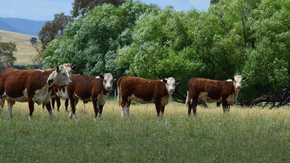A well bred, and well balanced line of Hereford steers to be offered by Brooklyn Pastoral Co, Mansfield.