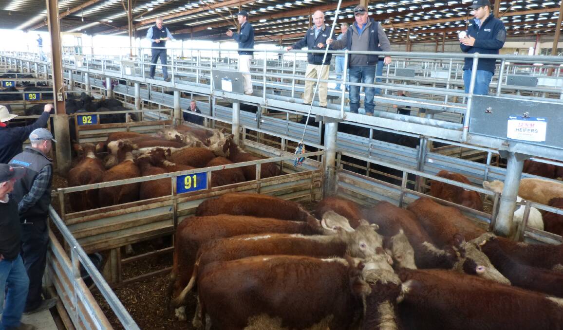 Grain-assisted grown heifers sold to dearer trends at Pakenham, Monday. These two pens of Hereford heifers sold for 312 and 315 cents per kilogram liveweight.