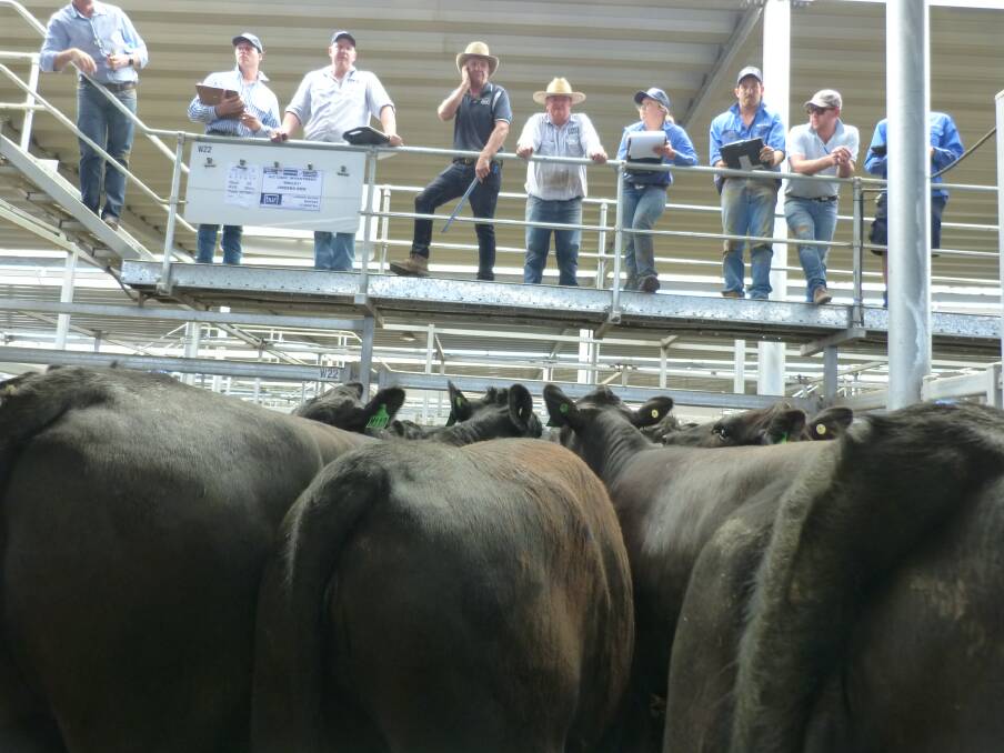 Michael Unthank, BUR, Wodonga, sell these Angus heifers, 384kgs, for $1255, or the equivalent of 327c/kg, at last Thursday. This was way above their fat market value.
