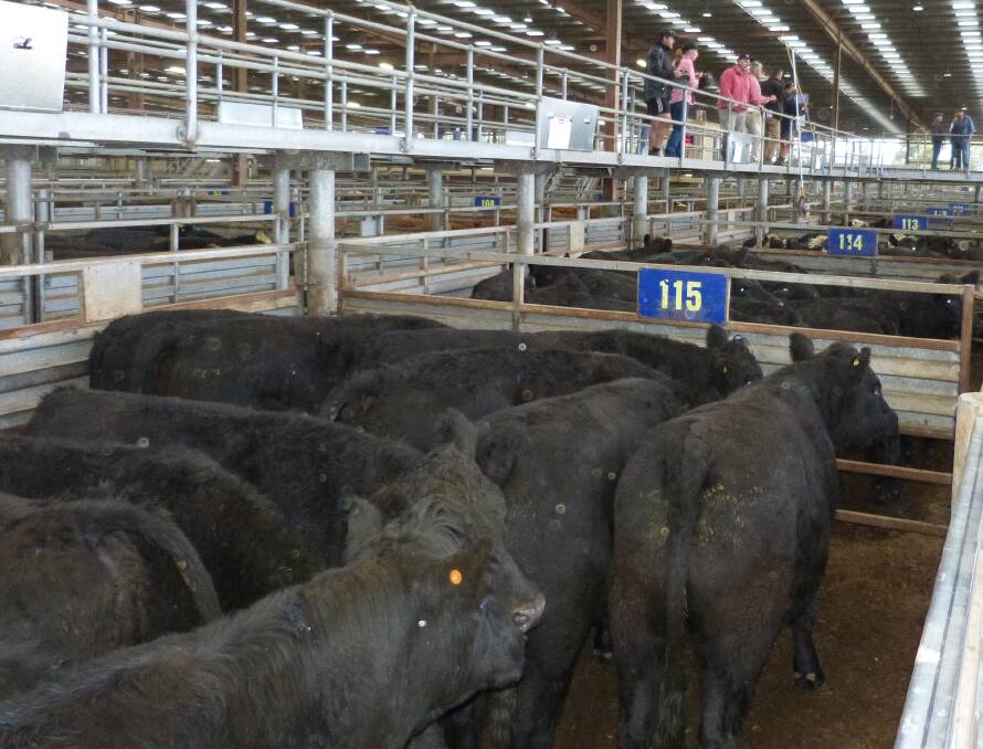 Assisted feeding of silage for these prime Angus steers, offered at Pakenham, saw prices reach over 350 cents per kilogram liveweight, in a firm to dearer market, Monday.