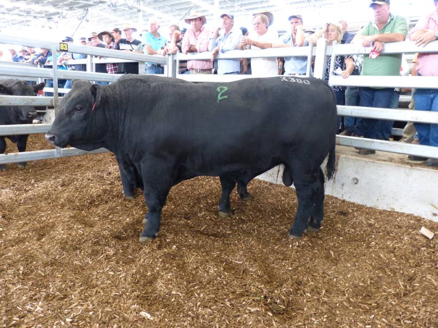 Graeme, Joy & Luke Stuckey, Leawood Angus, Flynn, offered 31 stud bulls at the opening sale of the GRLE last Friday. Several bulls sold to a top of $5500.
