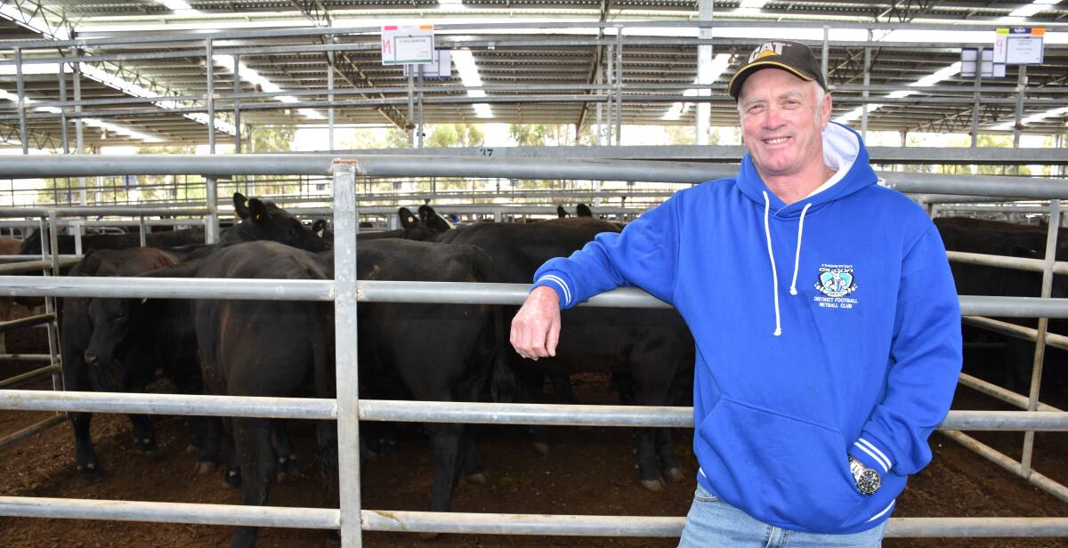 Greg, G&G Williamson, sold 14 Angus steers from their Taggerty, at Yea Friday. The Yea sale was softer for yearling steers, and firm for lighter weight cattle. Photo by Joely Mitchell