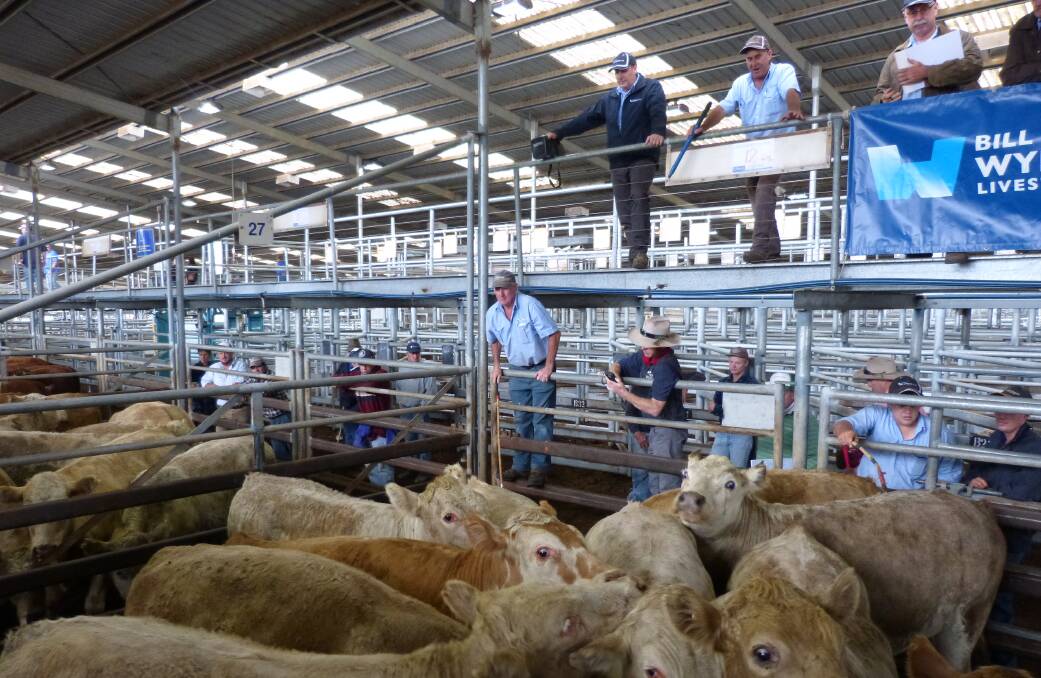 These Charolais steers of Glenshiel Past Co were sold at the Bairnsdale store sale, last Friday. Similar quality but lighter and younger sold equaling up to 415c/kg.