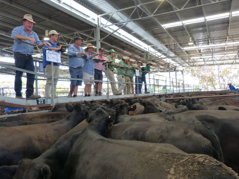Adam Mountjoy, Rodwells, sells this pen of Angus heifers, 2.5 years, PTIC to Prime K1 Angus bulls, which commence calving in April, for $1850 at Euroa.