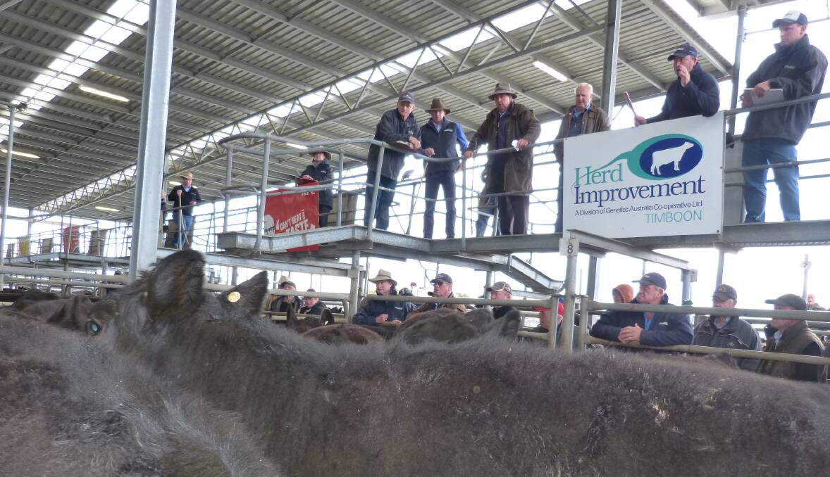 Jamie McConachy, Charles Stewart & Co, Colac, sells this pen of weaned Angus steers for $1300, at Colac store sale, last Friday. Well bred steers sold very well.