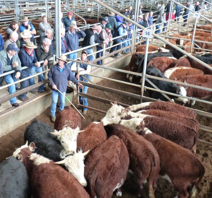 This Bairnsdale sale, two weeks ago, was strong, but last Friday, prices did ease for some cattle. Top quality in breeding and condition sold at unchanged rates.