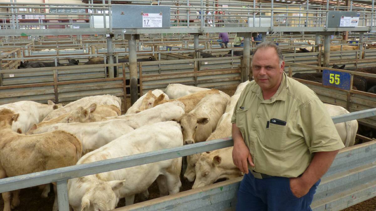 Frank Sofra, "Whispering Pines", Clyde, sold 75 Angus&Charolais steers, and 52 heifers in the heat, at Pakenham, Thursday. Solid demand from repeat buyers created a solid sale.