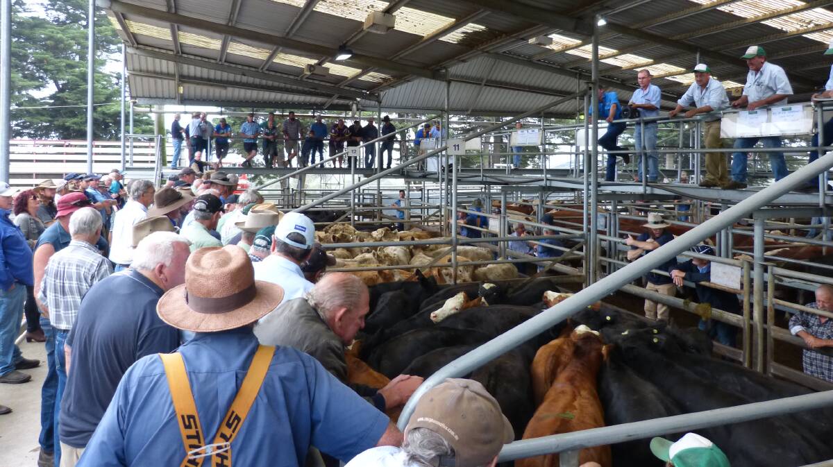 Brad Obst, Landmark EGL, sells to a big crowd at the start of the Bairnsdale store sale. Agents have yarded around 5000 cattle in the past fortnight at the store sales.