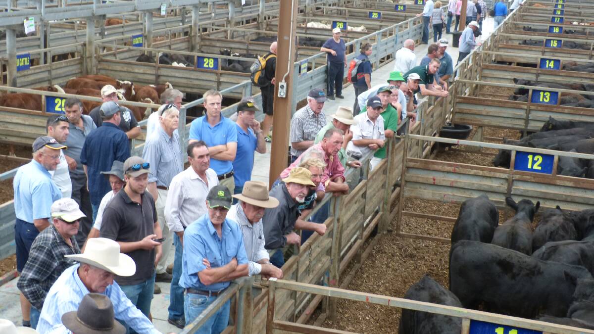 Northern buyers were amongst this crowd at Pakenham, Thursday, adding value of $40-$60 per head compared to two weeks ago. Cattle went as far as southern Queensland.