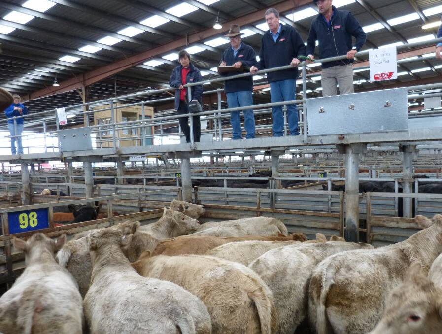 Alex Scott & Staff's selling team sell these grain fed Charolais steers, weighing 528 kilograms liveweight, for 350c/kg at Pakenham, Monday, in a steady market.
