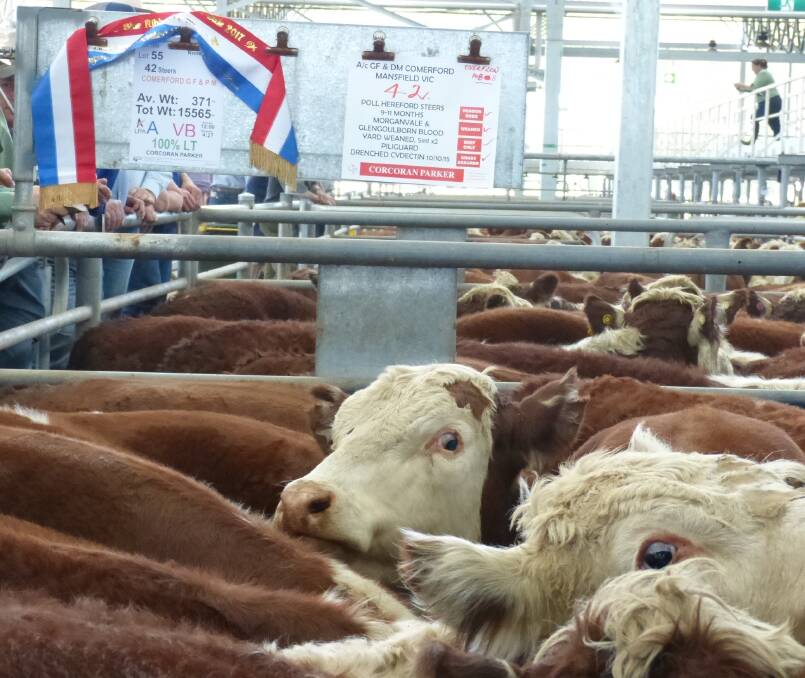 GF&PM Comerford, Mansfield, won the Wangaratta saleyard award for best presented pen, for these 42 Poll Hereford steers that sold for $1390, Thursday.