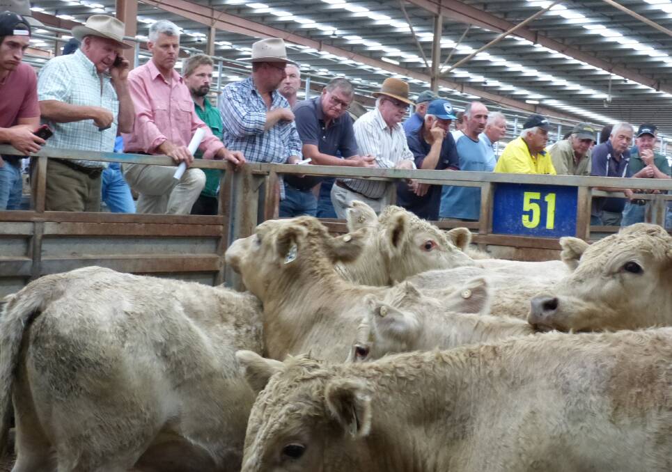 Charolais cattle have become more popular over the past couple of weeks. These steers sold for $1435 at Pakenham, last Thursday.