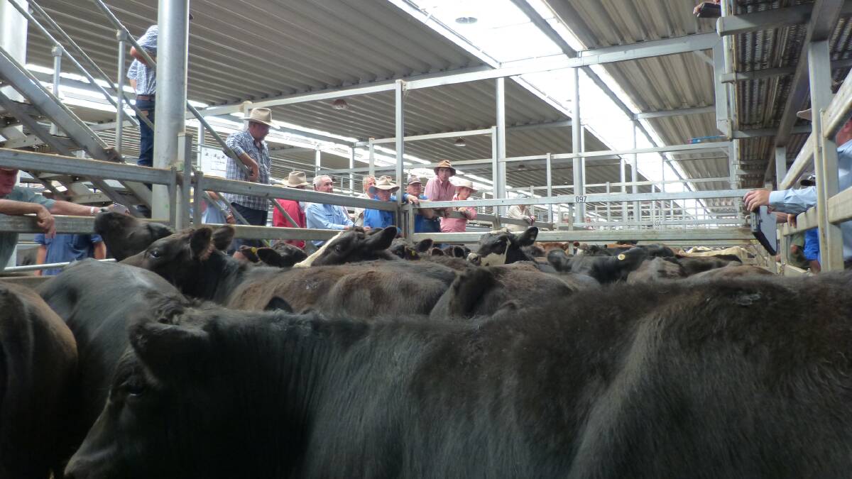 Numerous pens of steers and heifers that could be sold for slaughter came to the regular store market at Wodonga. Making 20-30c/kg more, is the obvious reason.