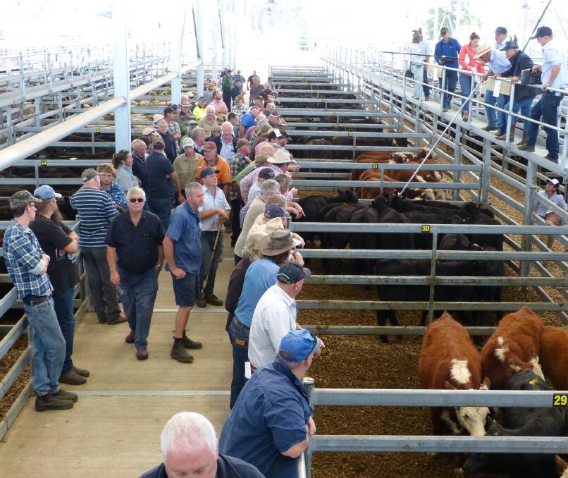 INTERESTED: A large crowd attended the Sale store cattle market last Thursday, after rain invigorated producers thoughts of restocking.