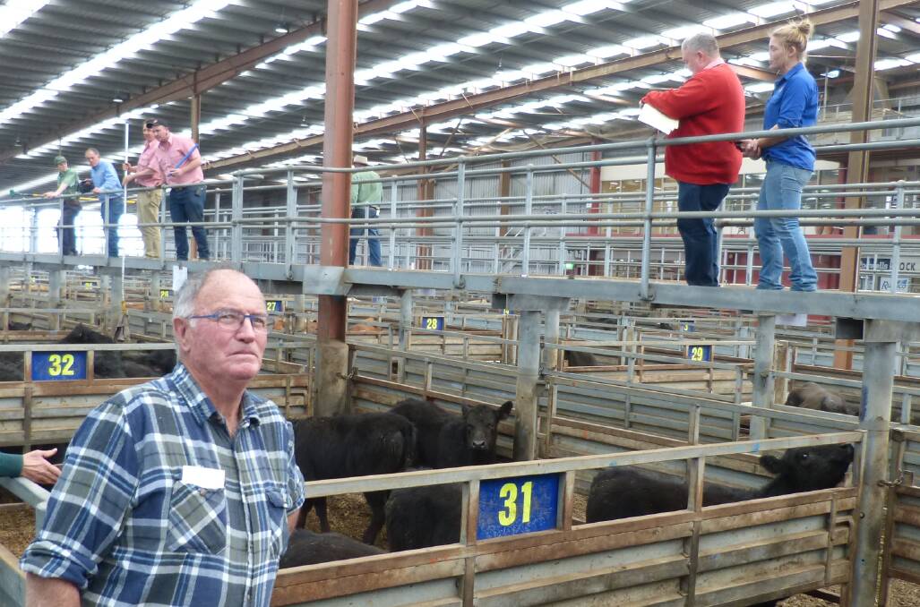 Geoff & Maureen Stephens, Denison, chose Pakenham to sell their high quality Angus cows and calves. They sold 12 stud cows with calves at foot, 6-8 months, for $3000, Thursday. Geoff planned to sell his cattle at this market.