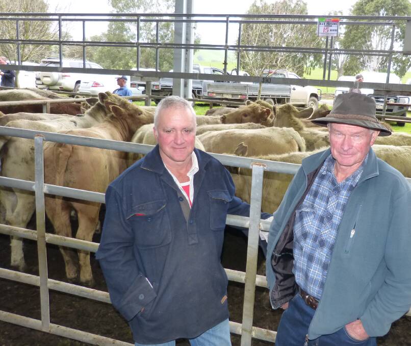 Stuart Munro (left) was there to see the great result of Alan Parsons (right), Alexandra and Betty's sale of 15 yearling Charolais heifers for $1575 at Yea, Friday.